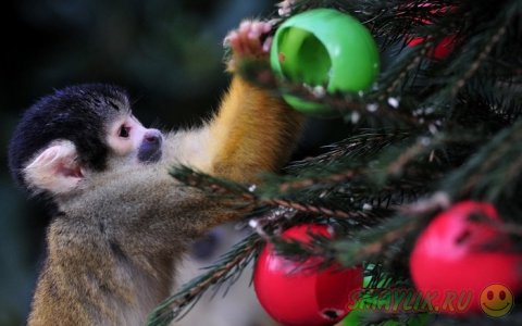 ����� ������� ����� ������� � �����������