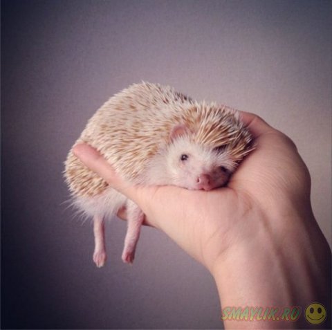 �������� ����  ����� 