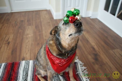 ��� ���� ������������� ���� ������ 