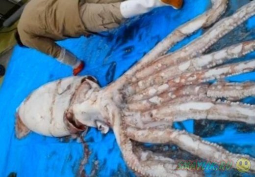 �������� ������ ������� ����������� �������� 