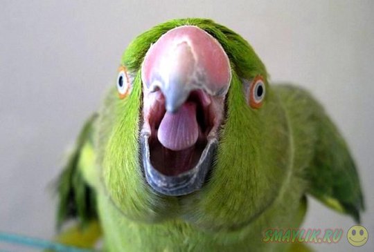 � ������������ ������� ������� ���� ����������� ������ ��������