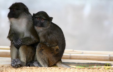 ���� ������� � ������