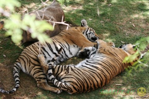 ���� ������� � ������