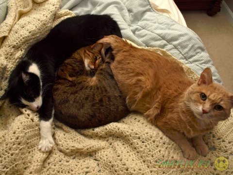 ���� ������� � ������