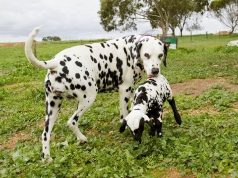  ����� �������� ������� ����� ���������