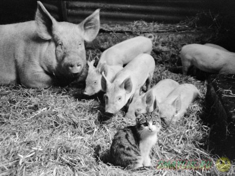  ����� �������� ������� ����� ���������