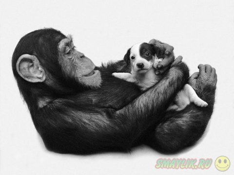  ����� �������� ������� ����� ���������