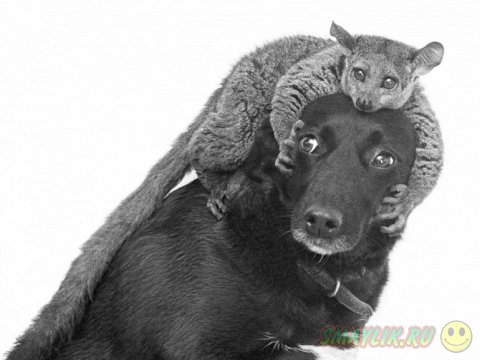  ����� �������� ������� ����� ���������