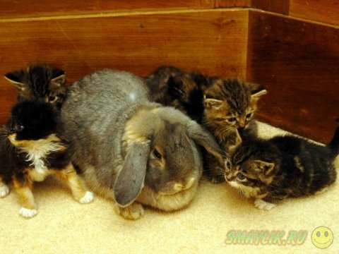  ����� �������� ������� ����� ���������