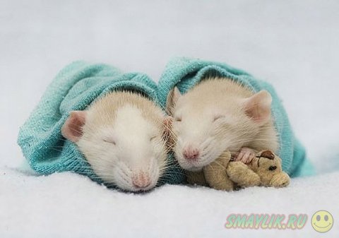 �������� ������ � ��������� �������