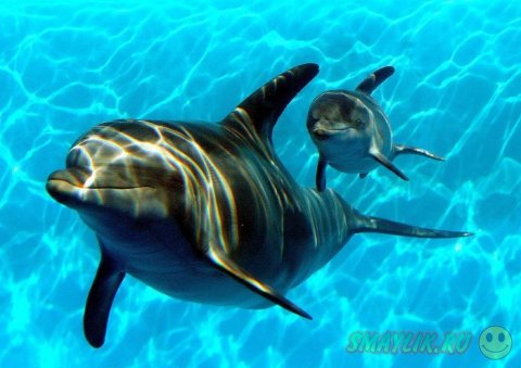 ������� �  �������� ���������� ��������