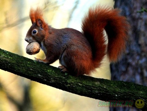 ������� �  �������� ���������� ��������