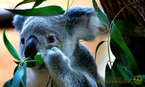 ������� �  �������� ���������� ��������