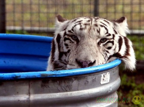 ������� �  �������� ���������� ��������