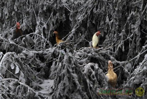 ������� �  �������� ���������� ��������