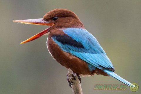 ������� �  �������� ���������� ��������