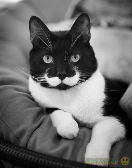 ����������� ��� � ��������