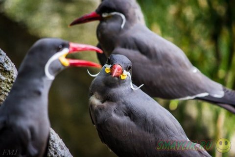 ����������� ��� � ��������