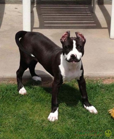 ����������� ��� � ��������