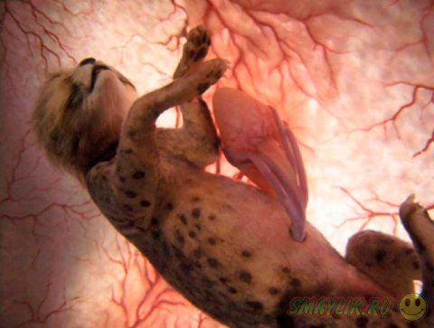 �������� �������� �� ��������