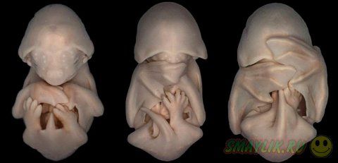 �������� �������� �� ��������