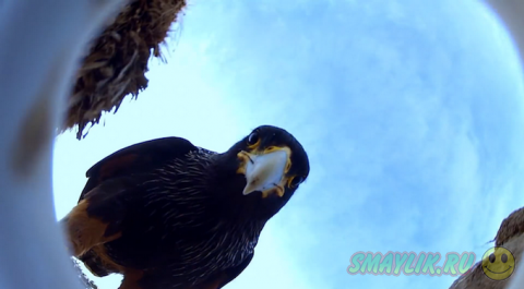 ����������� ������ � ����� ������� ���������