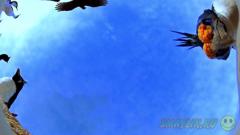 ����������� ������ � ����� ������� ���������