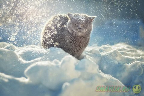 ����, �������� �������� � ������� ������