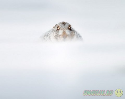 ����, �������� �������� � ������� ������