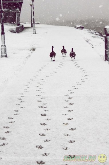 ����, �������� �������� � ������� ������