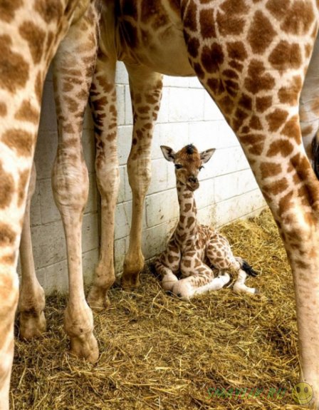 ���������� ���������� �� ���� ������� ����� �������