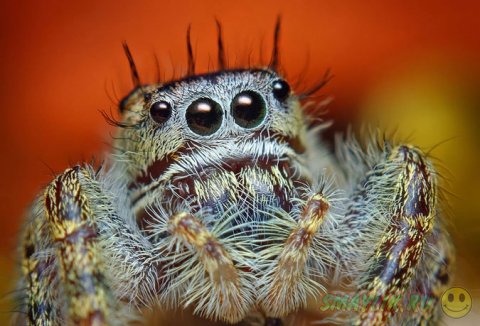 ����������� ����������� ������-��������