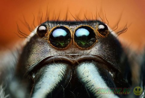 ����������� ����������� ������-��������