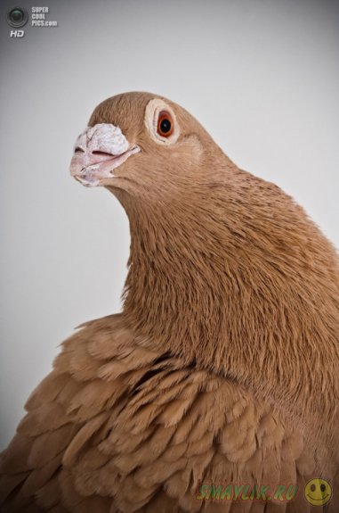 ������ � ����������� ������� ����� 