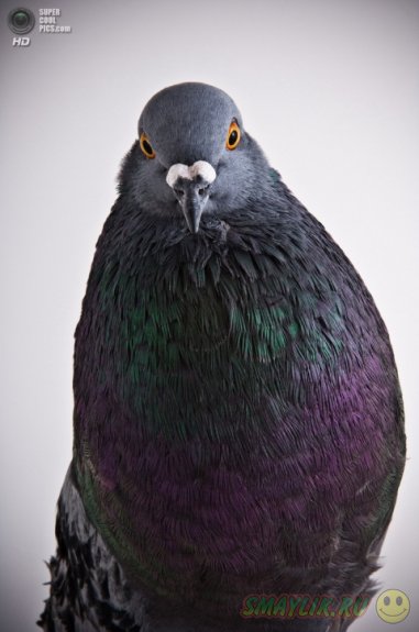 ������ � ����������� ������� ����� 