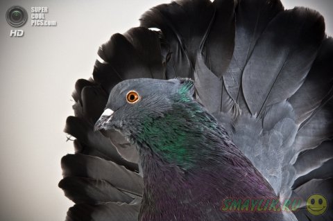 ������ � ����������� ������� ����� 