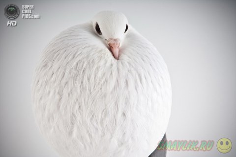 ������ � ����������� ������� ����� 