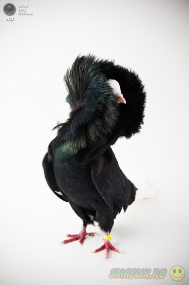 ������ � ����������� ������� ����� 