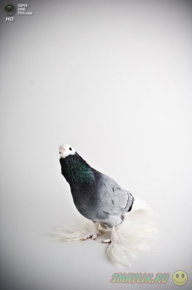 ������ � ����������� ������� ����� 