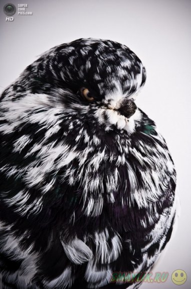 ������ � ����������� ������� ����� 