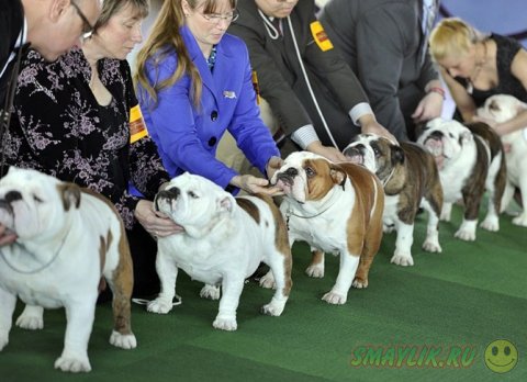 �������� ����� Westminster Kennel Club 2014 � ���-����� 