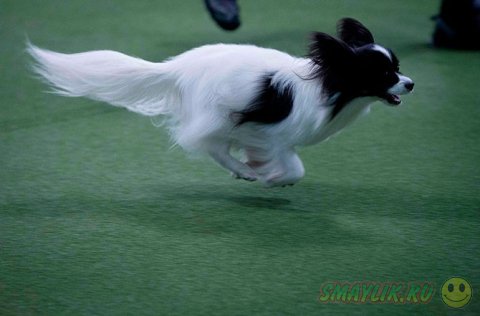 �������� ����� Westminster Kennel Club 2014 � ���-����� 