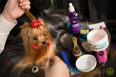 �������� ����� Westminster Kennel Club 2014 � ���-����� 