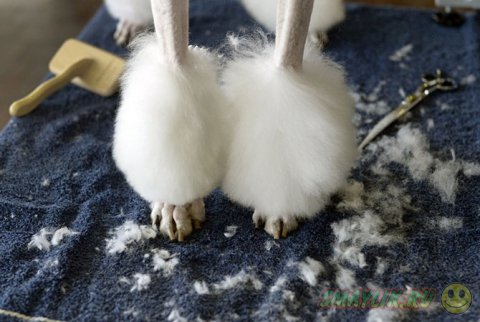 �������� ����� Westminster Kennel Club 2014 � ���-����� 