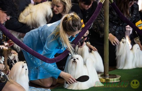 �������� ����� Westminster Kennel Club 2014 � ���-����� 