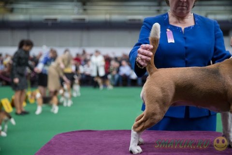 �������� ����� Westminster Kennel Club 2014 � ���-����� 