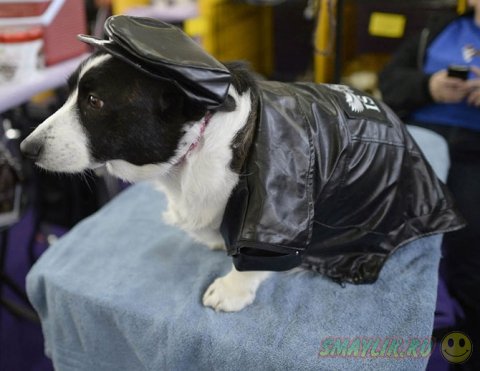 �������� ����� Westminster Kennel Club 2014 � ���-����� 