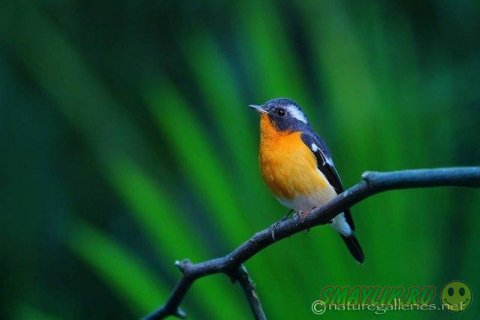 ������������ ������� ����� �������� �� ������ ����-�����