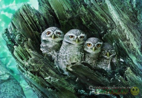 ������������ ������� ����� �������� �� ������ ����-�����