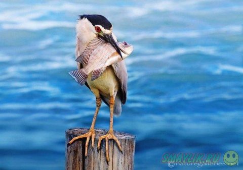 ������������ ������� ����� �������� �� ������ ����-�����